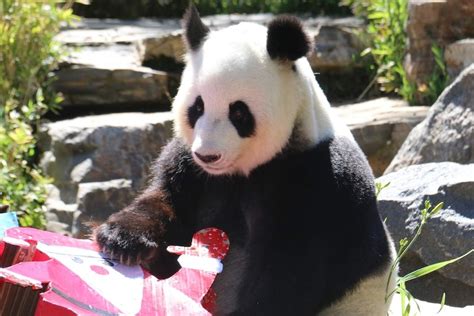 Adelaide Zoo hopeful pandas Wang Wang and Fu Ni will stay in Australia as deadline looms - ABC News