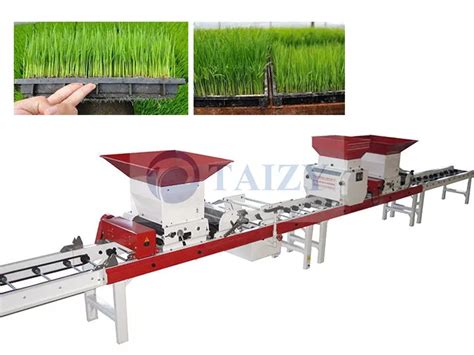 Rice From Planting To Harvest | Growing Process Of Rice