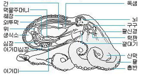 문어와 오징어 네이버 블로그