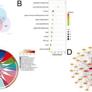 Bioinformatics Analysis Of Mir P A Venn Diagram B Go C Kegg