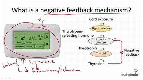 Positive And Negative Feedback Explained