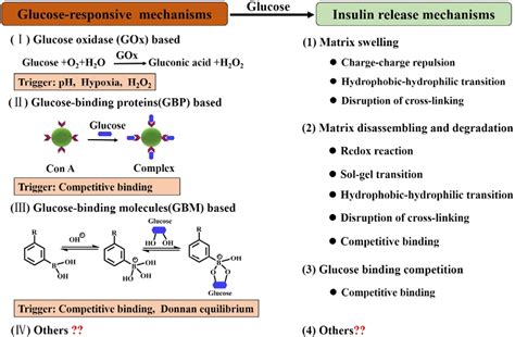 Glucoseresponsive Insulin Release Analysis Of Mechanisms