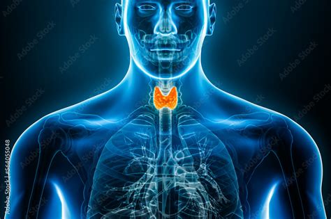 Anterior Or Front Xray View Of The Thyroid Gland D Rendering