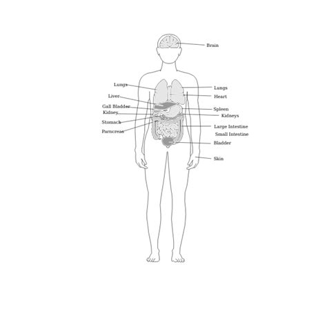 Human Body Vector Png