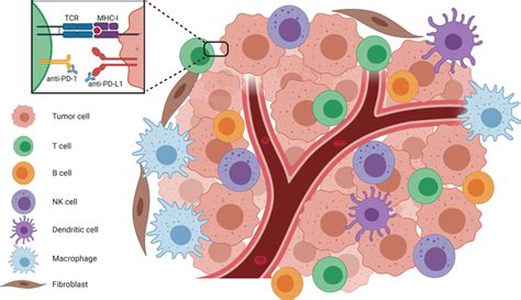 A Schematic Representation Of The Tumor Microenvironment Tme The Tme