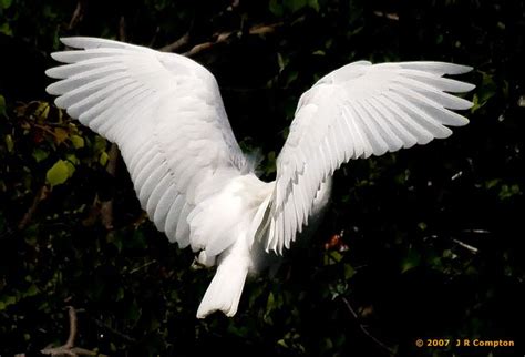 Egret wings | Bird wings, Wings, Birds flying