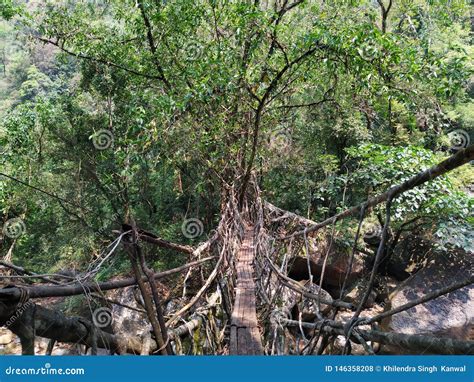 Living Root Bridge Cherrapunji Natural Bridge Stock Photo - Image of ...