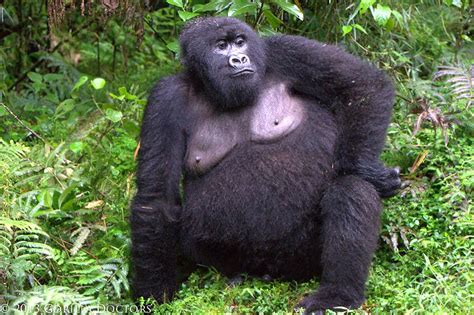 Gorilla Doctors Gorilla Doctors Blog An Interesting Observation In