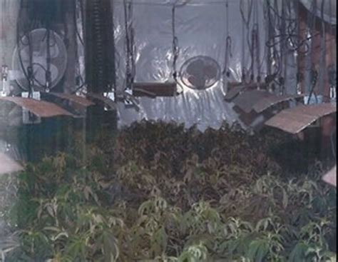 Darwen Cannabis Farm Discovered One Of Lancashires Biggest Lancslive