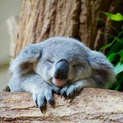 awww a cute sleeping koala bear : r/aww