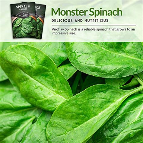 Viroflay Spinach Seed Survivalgardenseeds