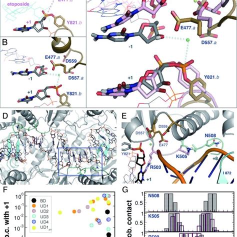 Interactions Between Topoisomerase Ii And The Gate Dna Cleavage Site