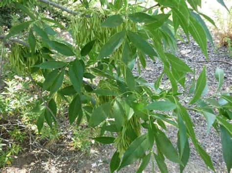 8 Fast Growing Trees To Plant In Texas Yards Includes Shade