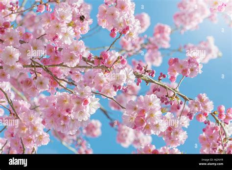 zarten rosa Frühlingsblumen Magnolia Baum Strauch Aufnahme vor