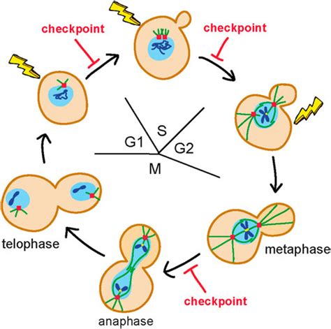 Yeast Budding Cycle