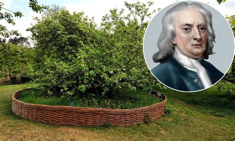 Sir Isaac Newton's Lincolnshire apple tree fenced off from damaging ...