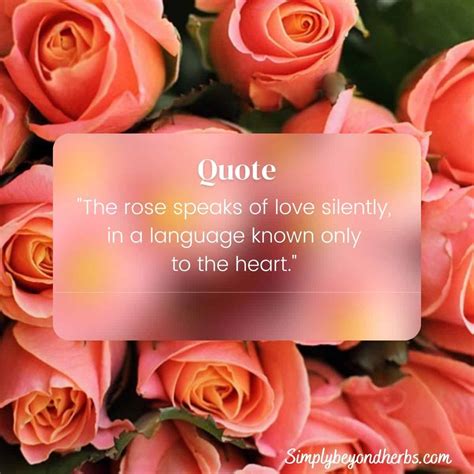 100 Best Rose Captions And Quotes For Instagram SimplyBeyondHerbs