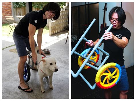 DIY wheelchair gives disabled dogs a new lease on life | Options, The Edge