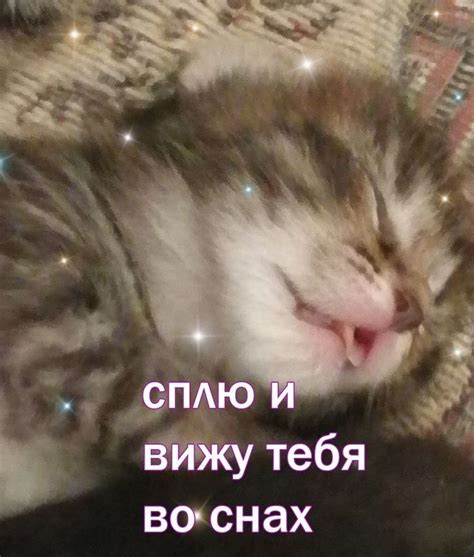 Пин от пользователя Ольга Шуина на доске Спокойной ночи | Забавные ...