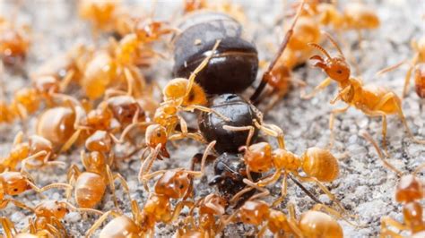 Cómo Son Las Hormigas Esclavistas Que Capturan A Otras Hormigas Para Que Sean Sus Obreras