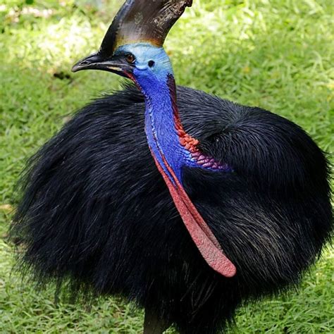 18 Things To Know About The Newly Opened Bird Paradise In Singapore
