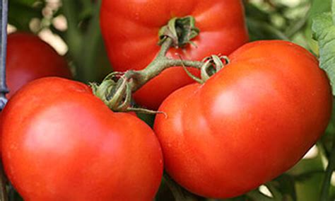 Hybrid Tomatoes Varieties California Summerwinds