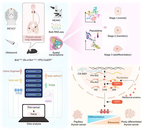 Tert Accelerates Braf Mutant Induced Thyroid Cancer Dedifferentiation