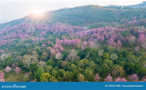 Tree And Himalayan Peaks Of Shivalik Range Blue Mountains Covered By