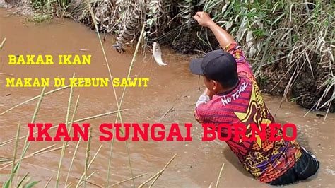 Menjala Ikan Dan Terus Makan Di Kebun Sungguh Selera Sekali Youtube