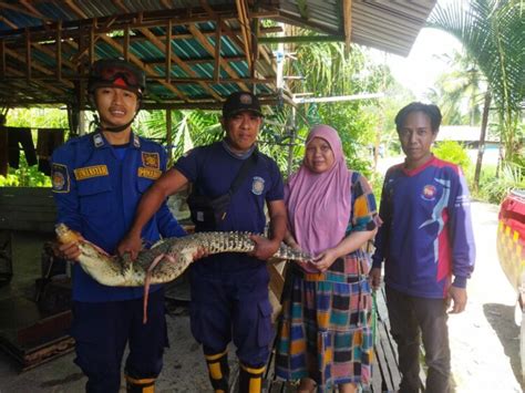 Buaya Ukuran 1 5 Meter Di Evakuasi DPKP Kabupaten Banjar