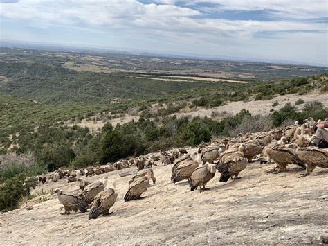 M S De Buitres Leonados Comiendo A Tus Pies En La Pedriza De Santa