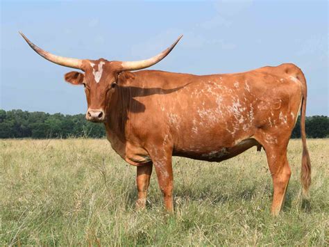 Rocking O Longhorns Exposed Heifers For Sale