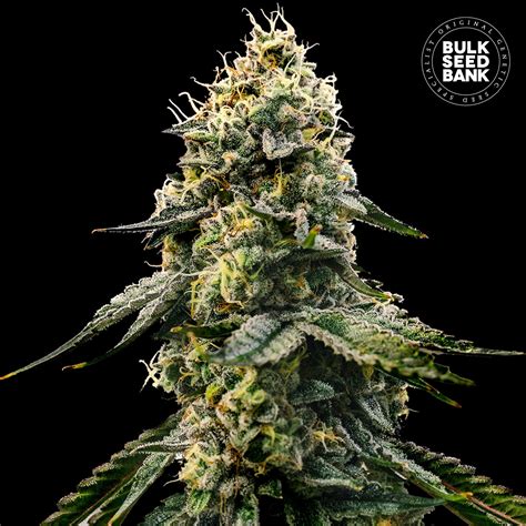 Runtz Gluntz Feminized Bulk Seedbank