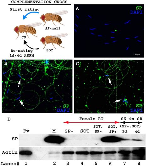 Figures And Data In Drosophila Seminal Sex Peptide Associates With Rival As Well As Own Sperm