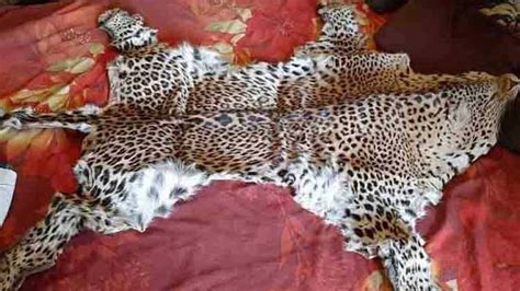 While Continuing Its Probe Into The Leopard Skin Racket Which Was