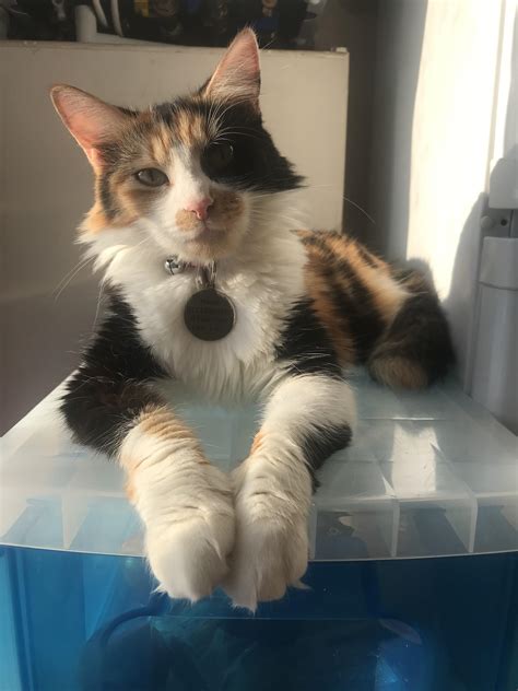 My calico Maine coon 🖤🧡🤍 anyone else in love with calicos? : cats