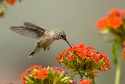 The Calliope Hummingbird – Hummingbirds For Mom