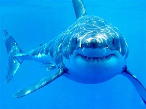 Penampakan Great White Shark Di Crystal Bay Nusa Penida