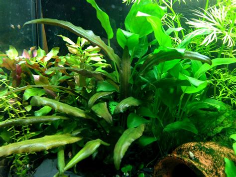 Cryptocoryne Wendtii ‘brown Acuario Adictos