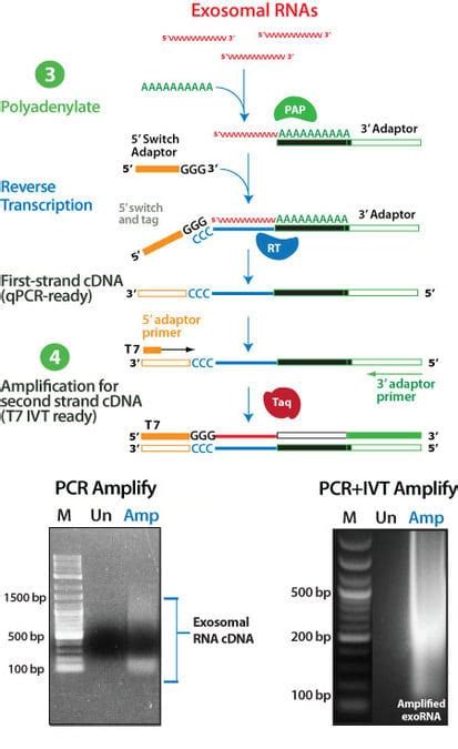 Seramir Exosome Rna Purification Kit System Biosciences