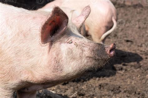 Suinocultura Cria O E Cria O De Su Nos Dom Sticos Foto De