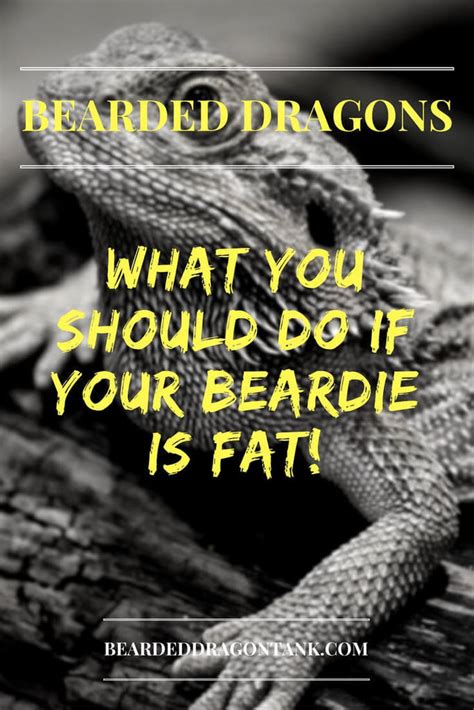 What You Should Do With A Fat Bearded Dragon | Bearded Dragon Tank