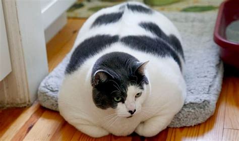 Patches The Worlds Fattest Cat Finally Goes On A Diet Us News