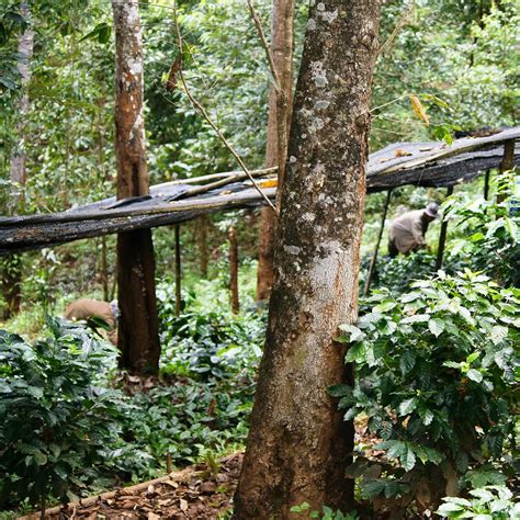 Paradise Mountain Organic Coffee