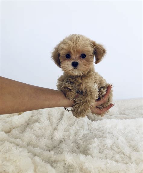 Teddy bear micro teacup maltipoo puppy for sale! - iHeartTeacups