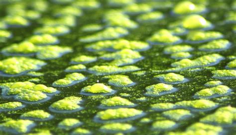 Photosynthetic Algae Are The World S Tiniest Hydrogen Factories Green