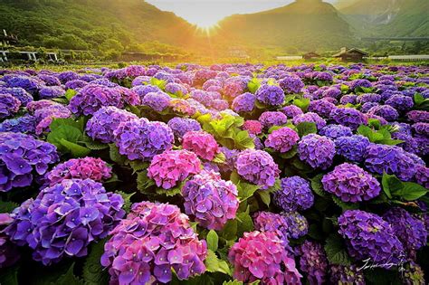 HD wallpaper: flowers, hydrangea, blue flowers, flowering plant ...