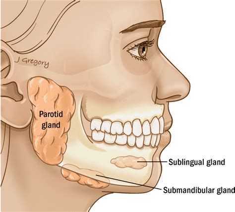 Anatomía Cáncer de glándula salival Guía del THANC