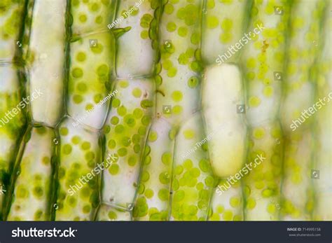 Cell Structure Hydrilla View Of The Leaf Surface Showing Plant Cells