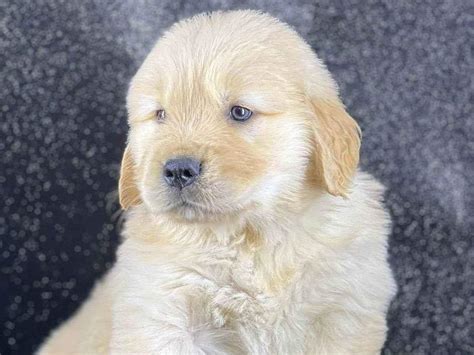 Ado O De Cachorro Porto Alegre Rs Monstro A Meses Ra A